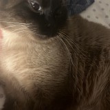 tsuky