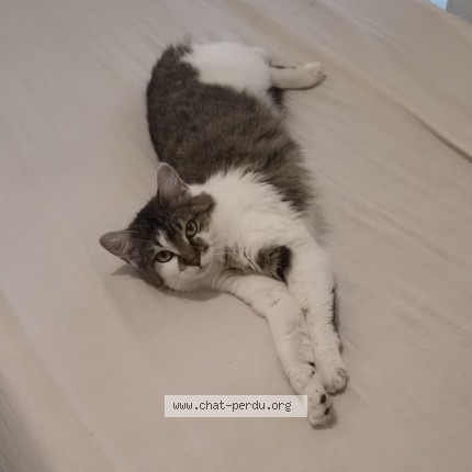 Photo de chat perdu à Marseille