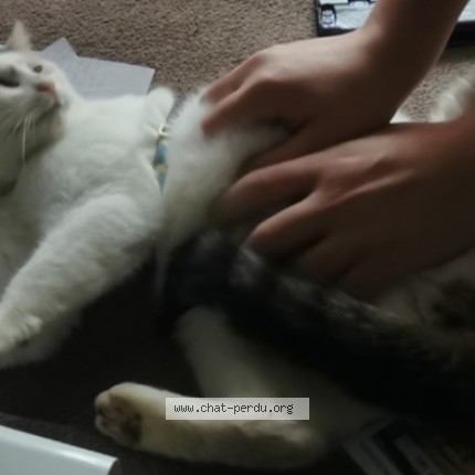 Photo de chat perdu à Sigloy