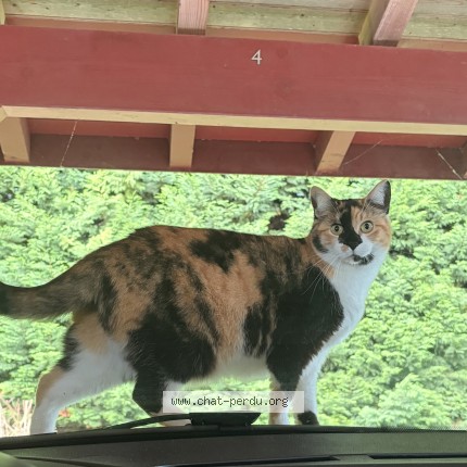 Photo de chat perdu à Bidache