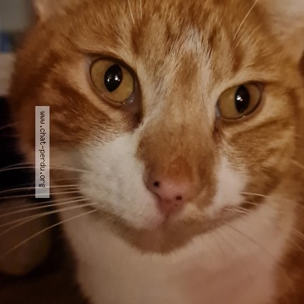 Photo 1/1 Semeion Chat perdu à Benayes