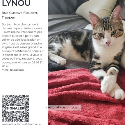Photo 1/1 Lynou Chat perdu à Trappes