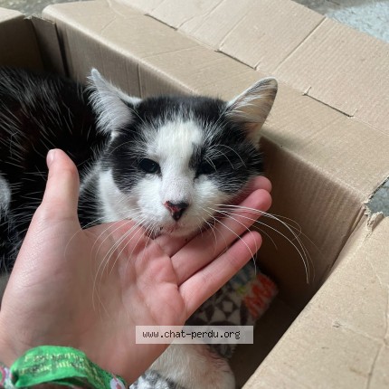 Photo de chat trouvé à Orvault