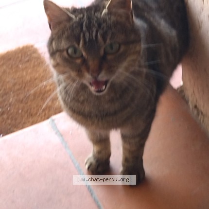 Photo de chat perdu à Castelnau Le Lez