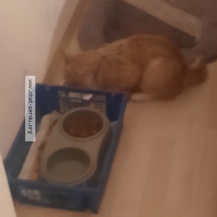 Photo 1/1 Florian Le Discorde Chat perdu à La Cgapelle Sur Erdre