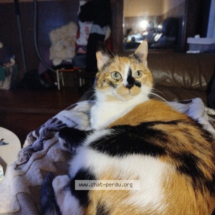 Photo de chat perdu à Valence