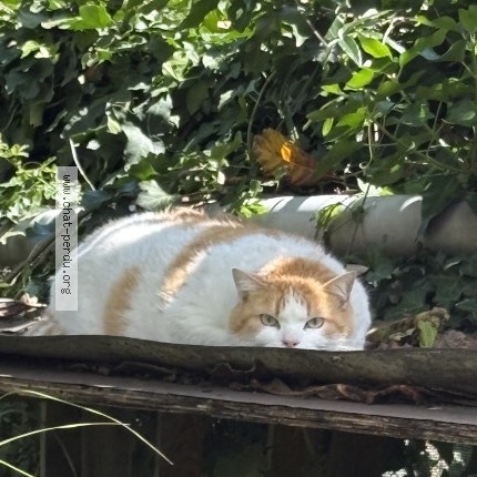 Photo de chat trouvé à Marguerittes
