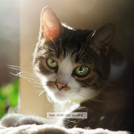 Photo de chat perdu à Brest