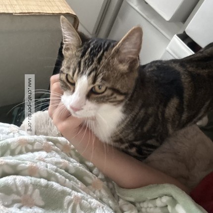 Photo de chat perdu à Soisy Sous Montmorency