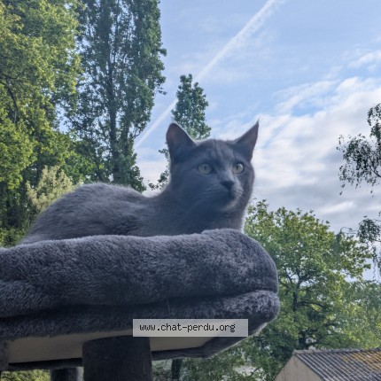 Photo de chat perdu à Saint Gildas Des Bois