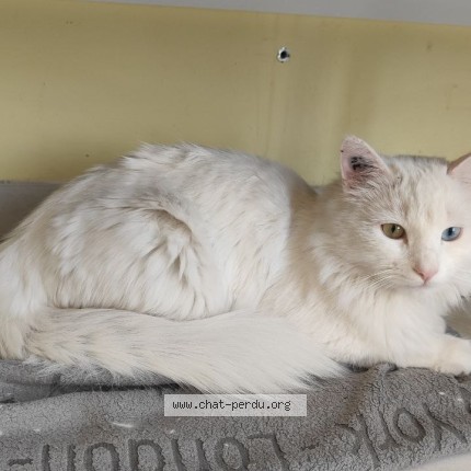 Photo de chat perdu à Conflans Sainte Honorine