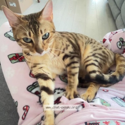 Photo de chat perdu à Lanoraie