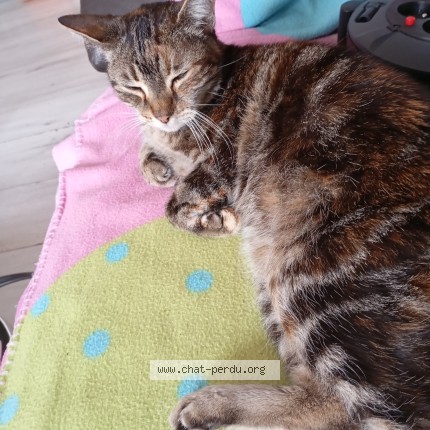 Photo de chat perdu à Le Louroux Beconnais