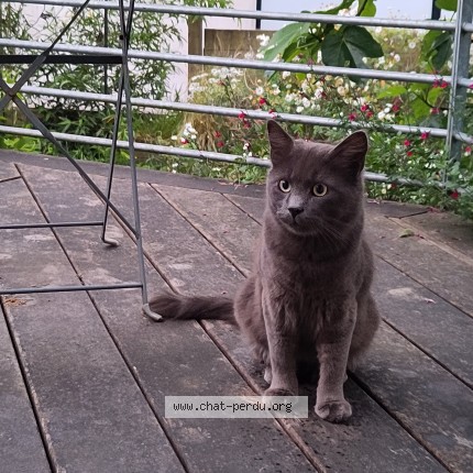Photo 1/1 Chat trouvé Trouvé à Brest