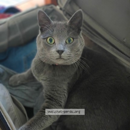 Photo de chat perdu à Neuville Sur Sarthe