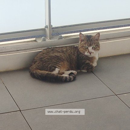 Photo de chat perdu à Marseille