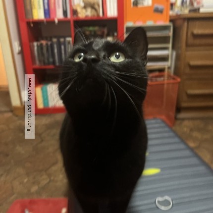 Photo de chat perdu à Sens