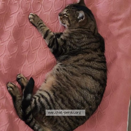 Photo de chat perdu à Bordeaux