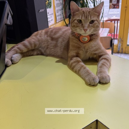 Photo de chat perdu à Paris