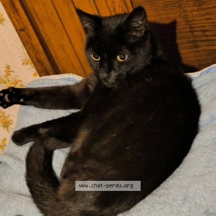 Photo de chat perdu à Tournefeuille