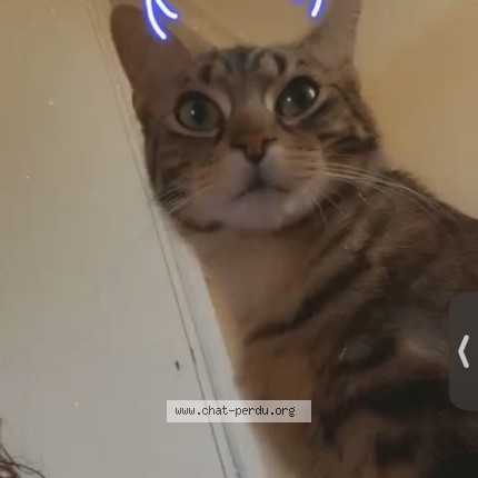 Photo de chat perdu à Fontenay Le Comte