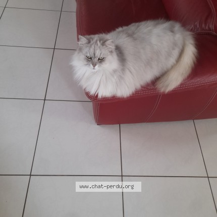 Photo de chat perdu à Pleneuf Val Andre