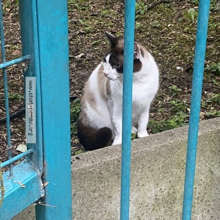 Photo de chat trouvé à Lille