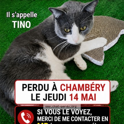 Photo 1/1 tino Chat perdu à Chambery