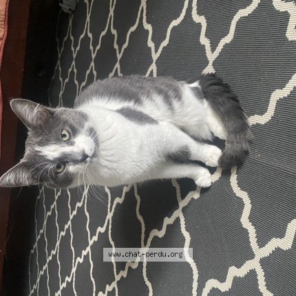 Photo 1/1 Silver Chat perdu à Laval