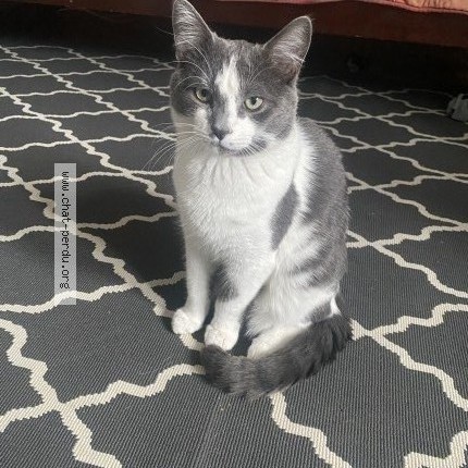 Photo 1/1 Silver Chat perdu à Laval