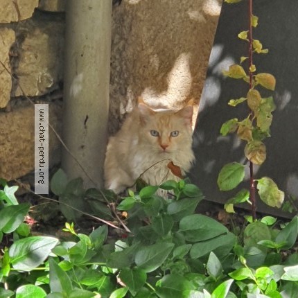 Photo 1/1 Chat retrouvé Trouvé à Grenoble