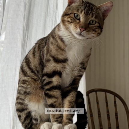 Photo de chat perdu à Saint Antoine Sur Richelieu