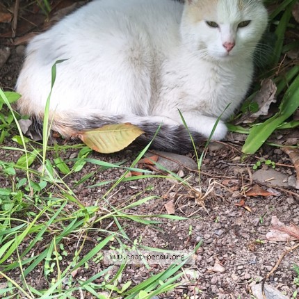 Photo 1/1 Chat trouvé Trouvé à Tarbes