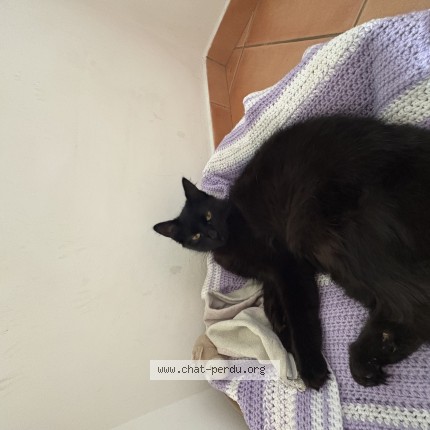 Photo 1/1 bagherra Chat perdu à Contes