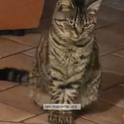 Photo 1/1 Tirana Chat perdu à Menestreau En Villete