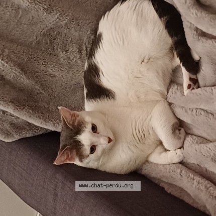 Photo 1/1 Mueza Chat perdu à Rouen