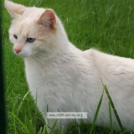 Photo de chat trouvé à Corre