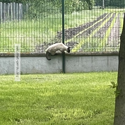 Photo de chat trouvé à Riom