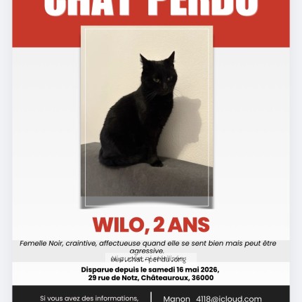Photo de chat perdu à Chateauroux