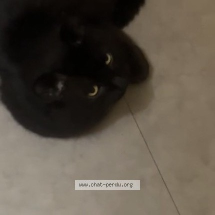 Photo de chat perdu à Toulouse