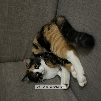 Photo de chat perdu à Limas