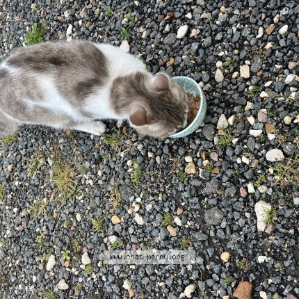 Photo de chat trouvé à Auxy