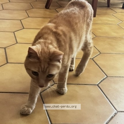 Photo 1/1 Chat trouvé Trouvé à Montret