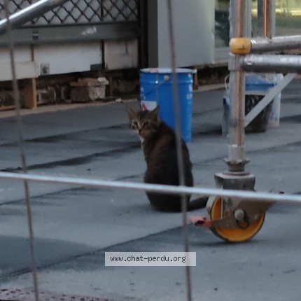 Photo de chat trouvé à Paris
