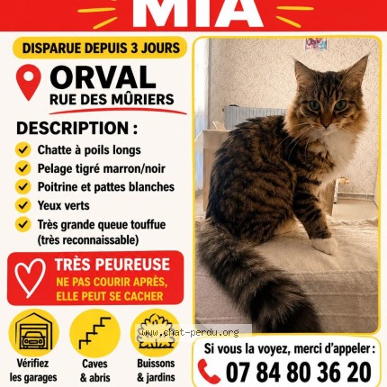 Photo de chat perdu à Orval