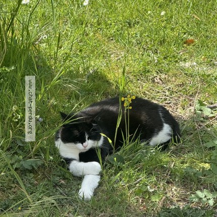Photo 1/1 Kalina Chat perdu à Chaumont