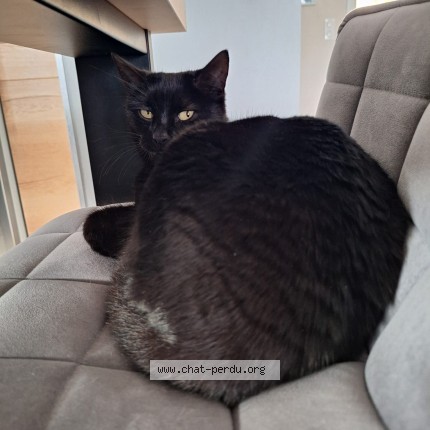 Photo de chat perdu à Bruguieres