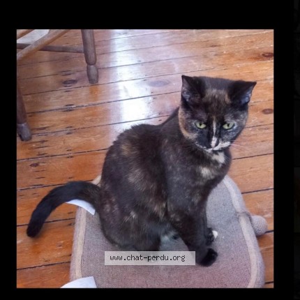 Photo 1/1 Belette Chat perdu à Ixelles