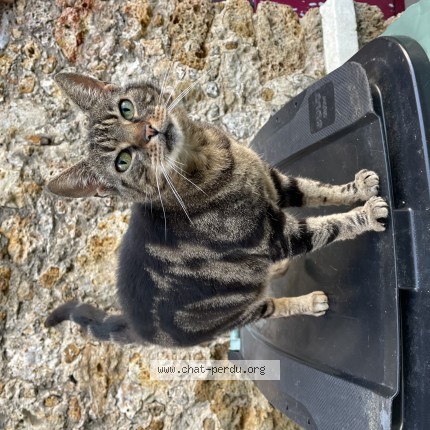 Photo 1/1 Lana Chat perdu à Clamart