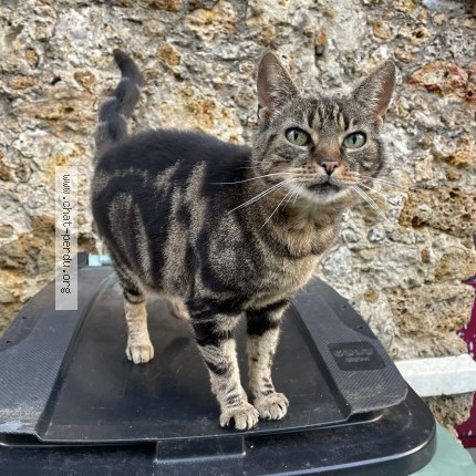 Photo 1/1 Chat retrouvé Perdu à Clamart